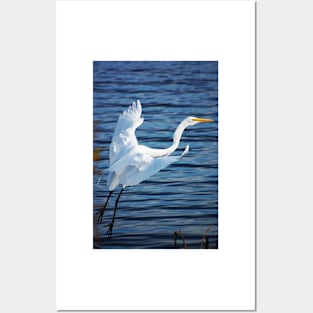 Great Egret in Flight Posters and Art